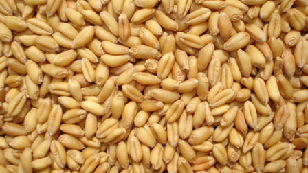 millingwheat